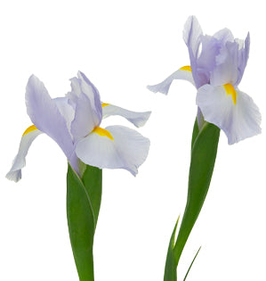 A detail image of Iris.