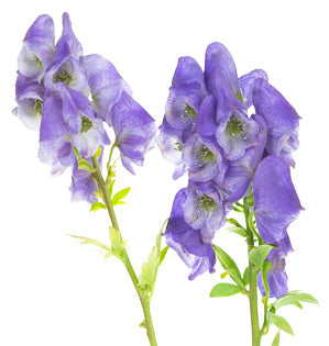 Monkshood - Aconite