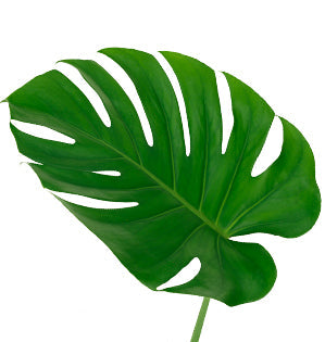 Monstera Foliage