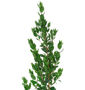 Myrtle Foliage