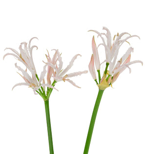 Nerine - Guernsey Lily