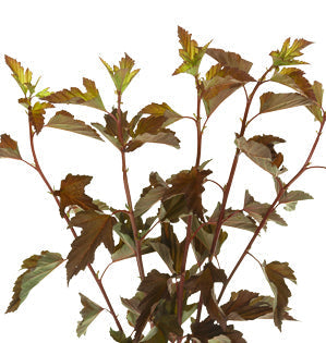Ninebark Foliage