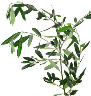 Olive Foliage