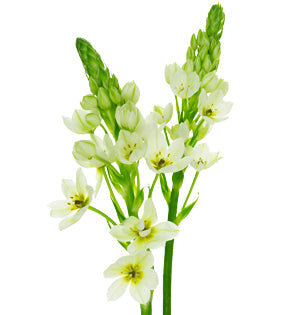 Star of Bethlehem - Ornithogalum