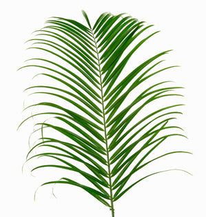 Palm Foliage