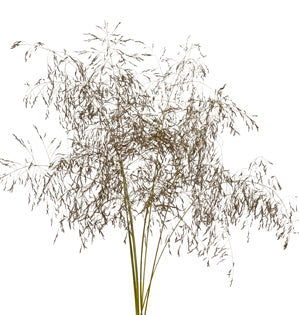 Panicum Grass