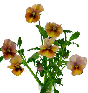 Pansy