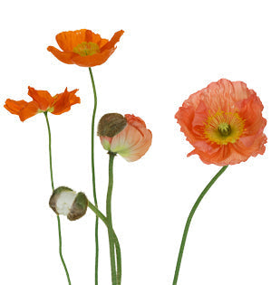 Poppy - Oriental