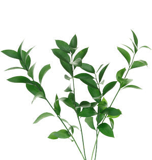 Ruscus Foliage - Israeli