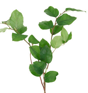 Salal Foliage