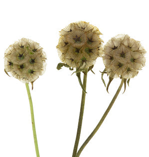 Scabiosa Pods