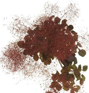 Smoke Bush Foliage