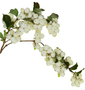 Snowberry