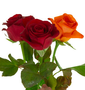 Rose Sweetheart