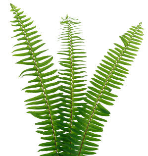 Fern Riffle Sword Fern