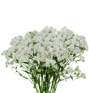 Achillea - White Hit - White Yarrow