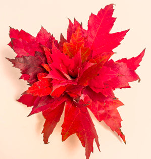 Vibrant red autumn leaves wrapped around themselves creating a rosette.