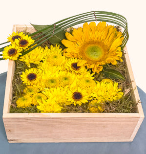 A wooden display box full of sphagnum moss, yellow cushion poms, button poms, and daisy poms, and a vibrant yellow sunflower, with woven lily grass arching overtop.