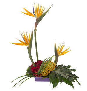 A formal line floral design starring dramatic birds of paradise along with exotic pincushion protea, red roses, hypericum berries, arced lily grass, and fatsia leaves positioned in a shallow purply tray.