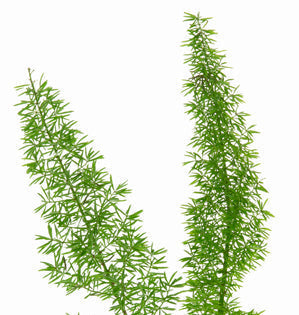 Meyeri Fern-Foxtail Fern