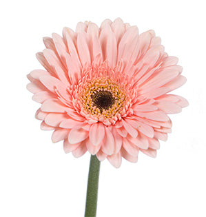 Gerbera