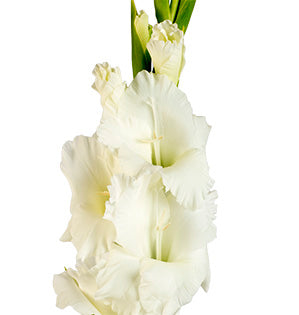 Gladiolus
