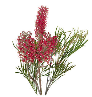 Grevillea