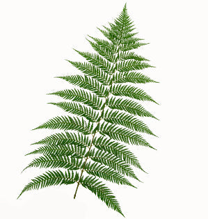 Helecho - Southern Shield Fern
