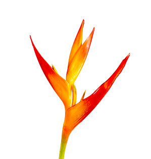 A detail image of Heliconia also known as Parrot Flower.