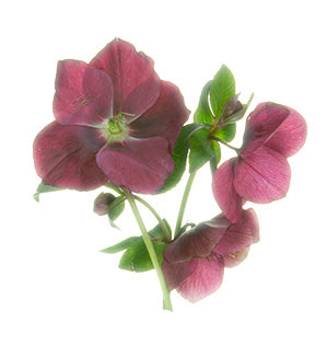 Hellebore