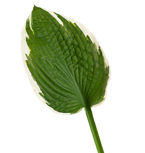 Hosta Foliage