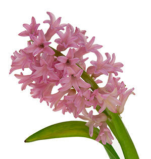 Hyacinth