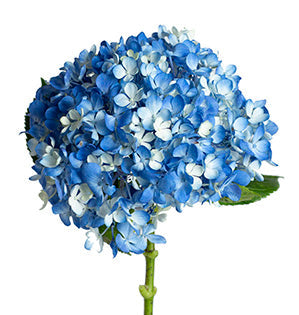 Hydrangea