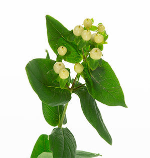 Hypericum