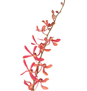 James Storie Orchid