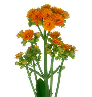 Kalanchoe