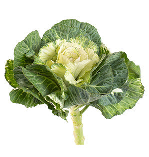 Kale-Decorative