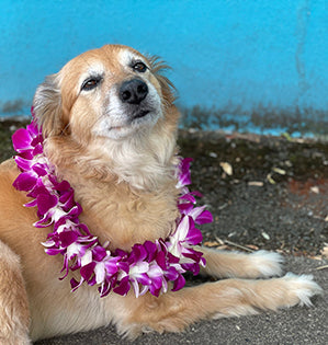 A magenta dendrobium orchid lei adorns Foxy the dog.