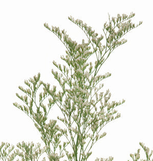 Caspia - Misty - Limonium