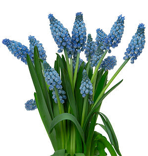 Muscari