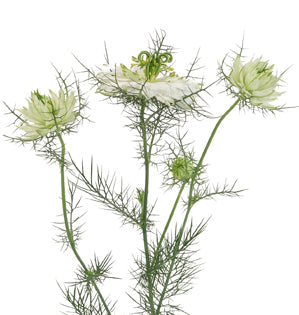 Nigella, Love-in-a-Mist