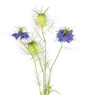 Nigella, Love-in-a-Mist