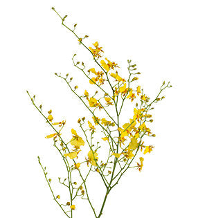 Oncidium Orchid - Dancing Lady