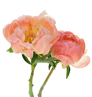 A detail image of peonies. 