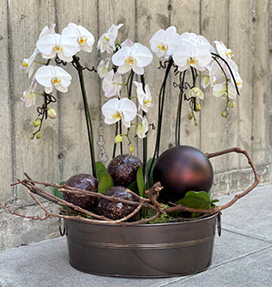 A beautiful floral design mixes potted Phalaenopsis orchids with moss, barked wire, and Christmas ornaments.