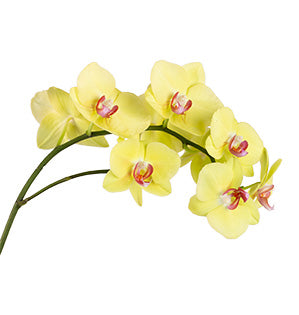Phalaenopsis Orchid