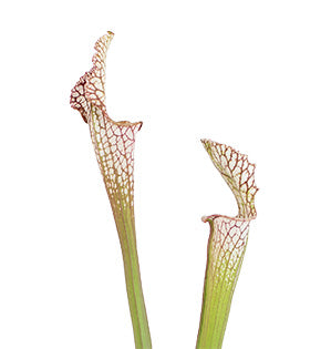 Pitcher Plant - Sarracenia