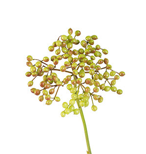 Privet Berry