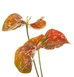 Beautiful anthuriums add elegance to a bold and striking floral design.