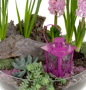 A terrarium inspired succulent spring garden bursts with color and fragrance by mixing hyacinths, paperwhites, and small succulents with a textured piece of wood and a small fuchsia colored lantern.